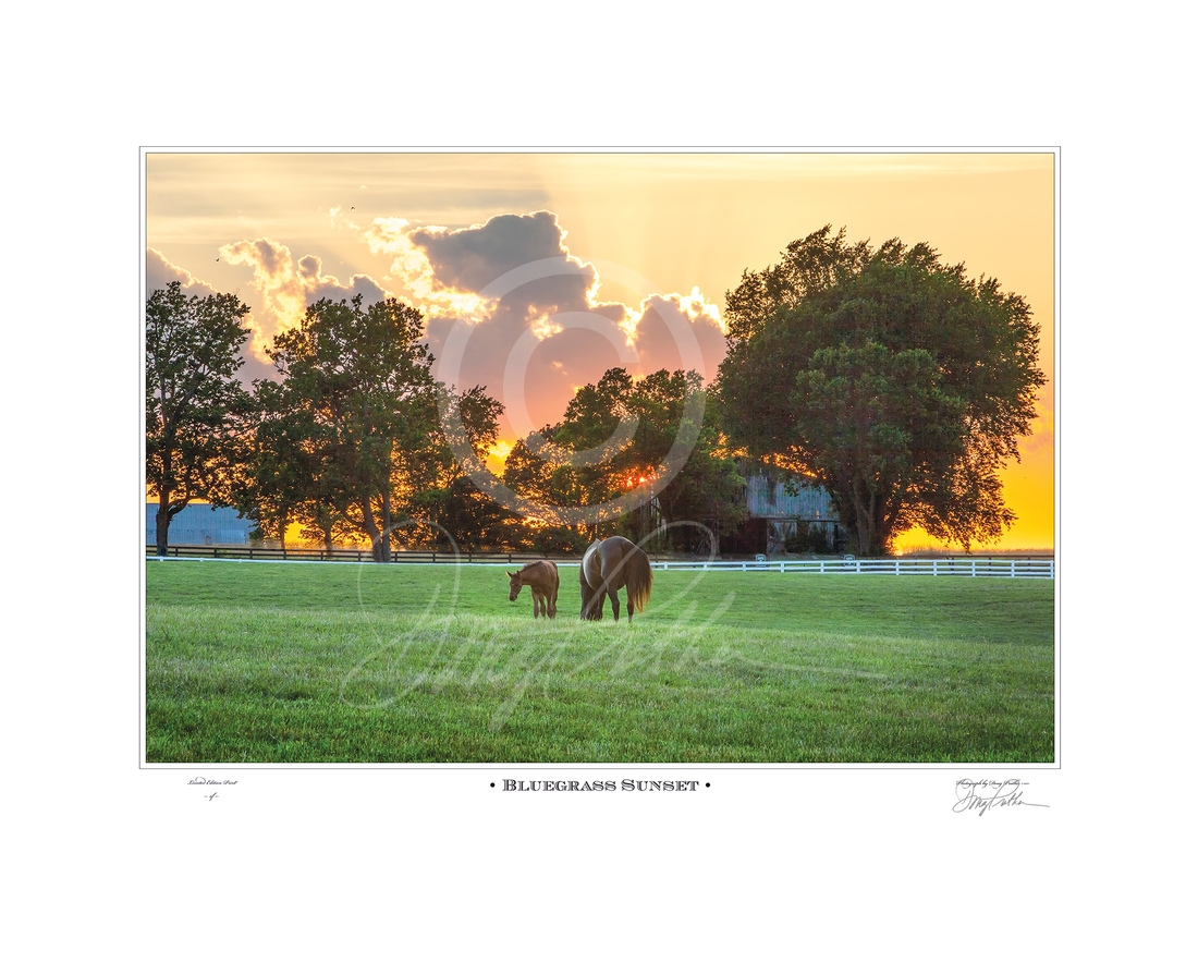 Bluegrass Sunset, a fine art horse print by Doug Prather. A golden sky lights on a late summer afternoon in the Bluegrass. A Thoroughbred mare and her young foal quietly graze in the lush green grass in their white-fenced paddock on the famed Calumet farm